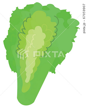 エンダイブのイラスト 67059907