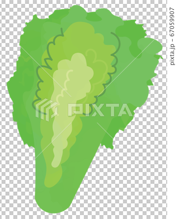 エンダイブのイラスト 67059907