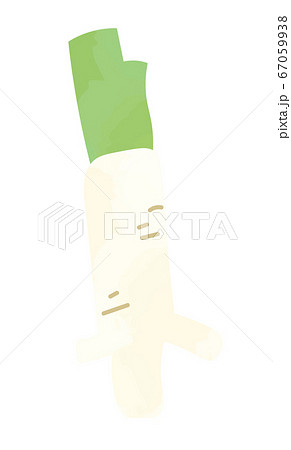 ホースラディッシュ 西洋ワサビのイラスト ホースラディッシュ 西洋ワサビのイラスト 67059938