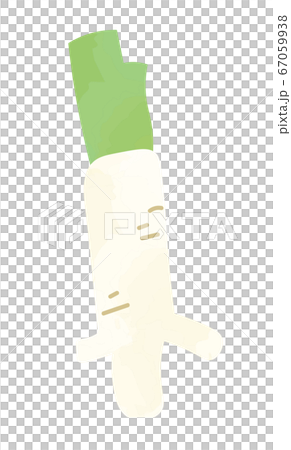 ホースラディッシュ 西洋ワサビのイラスト ホースラディッシュ 西洋ワサビのイラスト 67059938