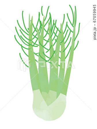 フェンネルのイラスト 67059945