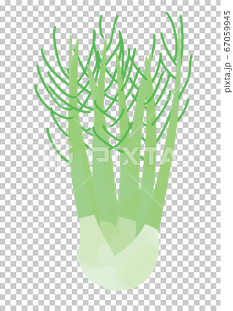 フェンネルのイラスト 67059945