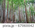 林に中の樹木 67060042