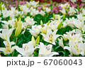 千種公園の百合の花 67060043