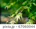 もみじにとまるトンボ 67060044
