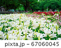 千種公園の百合の花 67060045