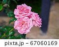 薔薇の花 67060169