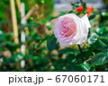 薔薇の花 67060171