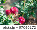 薔薇の花 67060172