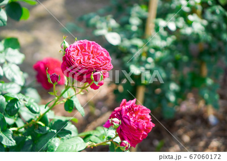 薔薇の花 67060172