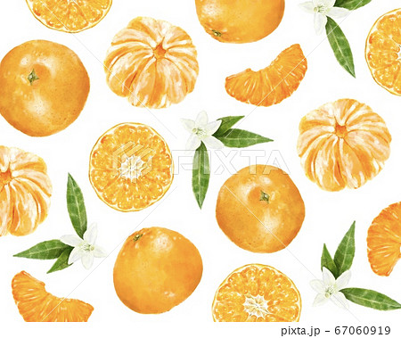 オレンジ みかん 柄 水彩風イラストのイラスト素材