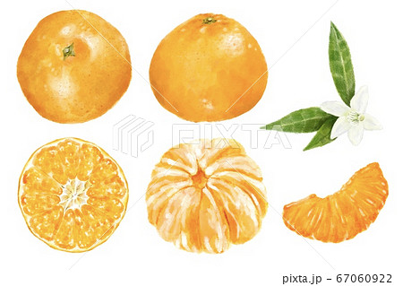 オレンジ みかん セット 水彩風イラストのイラスト素材