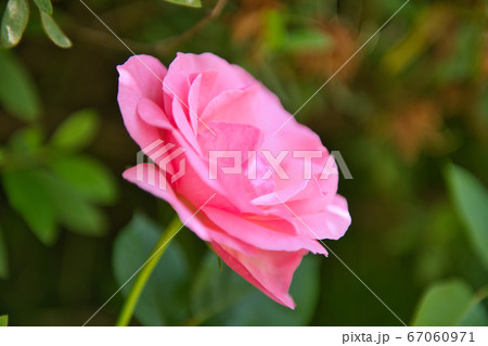 バラの花 クイーンエリザベスの写真素材