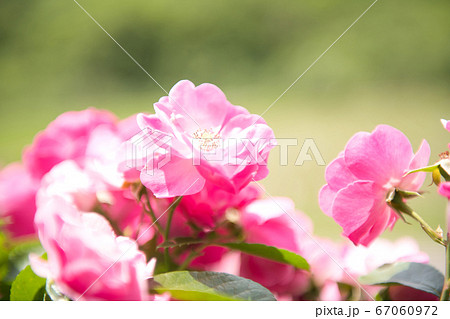 バラの花 アンジェラの写真素材