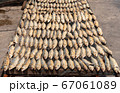 Full frame image of salted Mackerel fish 67061089
