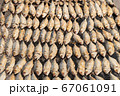 Full frame image of salted Mackerel fish 67061091