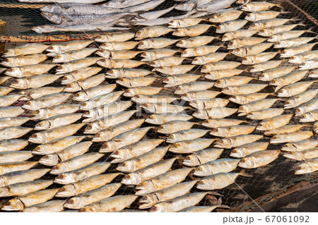 Full frame image of salted Mackerel fish 67061092