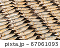 Full frame image of salted Mackerel fish 67061093