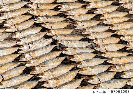 Full frame image of salted Mackerel fish 67061093