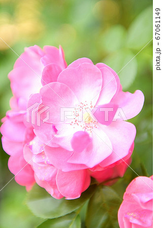 バラの花 アンジェラ バラの花 アンジェラ 67061149