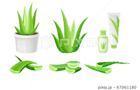 Aloe Vera as Flowering Succulent Plant with Thick Fleshy Leaves Vector Set 67061180