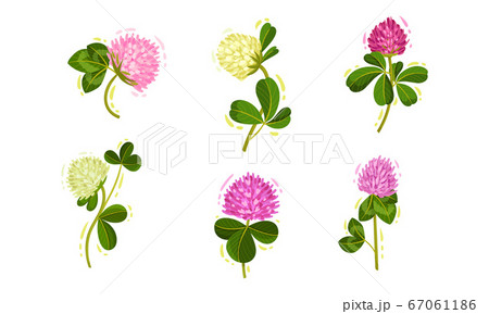 Clover or Trifolium Flowering Plant with Trifoliate Leaves and Flower Buds Vector Set 67061186