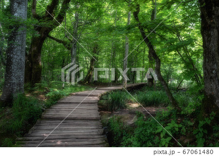 森の散歩道 プリトヴィツェ湖群国立公園 の写真素材