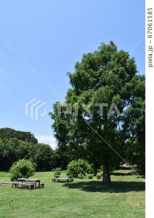 厳島湿生公園 中井町 厳島湿生公園 中井町 67061585