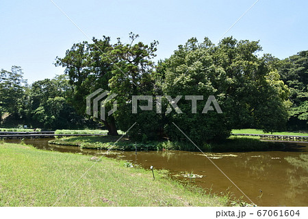 厳島湿生公園　中井町 67061604
