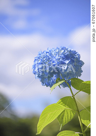アジサイ　紫陽花　青空 67061607