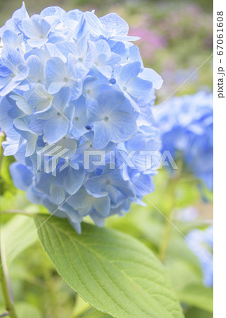あじさい　紫陽花 67061608