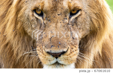 The face of a lion, Kenya 67061610