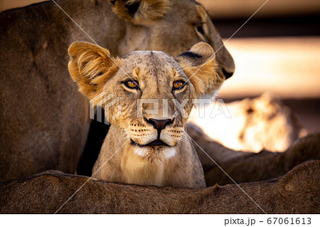 The face of a young lion, Kenya 67061613