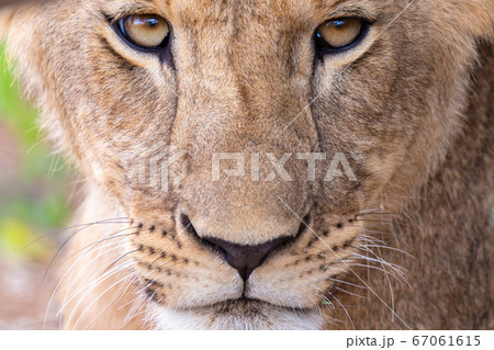 The face of a lioness, Kenya 67061615