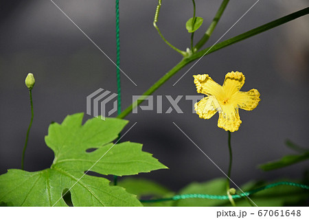 ゴーヤの花 ゴーヤの花 67061648