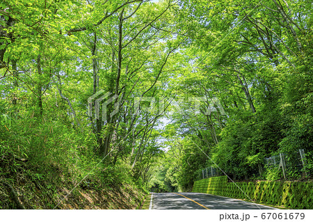 信貴生駒スカイラインの新緑と紫陽花 信貴生駒スカイラインの新緑と紫陽花 67061679