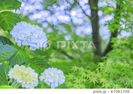 信貴生駒スカイラインの新緑と紫陽花の写真素材