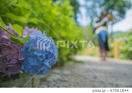 三室戸寺の紫陽花　六月 67061844