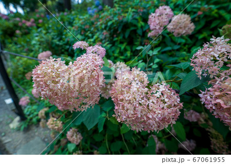 三室戸寺の紫陽花　六月 67061955