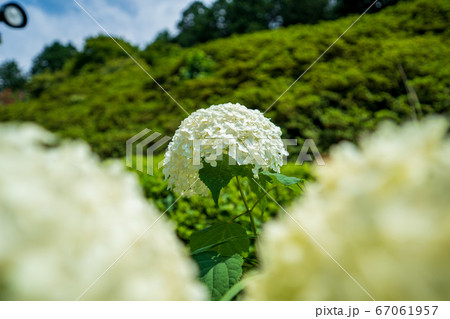 三室戸寺の紫陽花　六月 67061957
