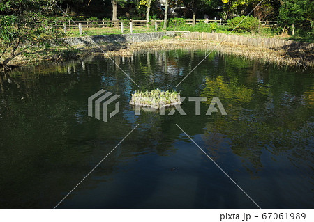 洗足池公園　水生植物園 67061989