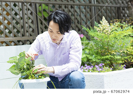 庭　花　植木鉢　ガーデニング 67062974