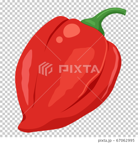 Habanero illustration 67062995