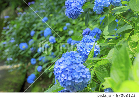 府民の森満開の紫陽花園 67063123
