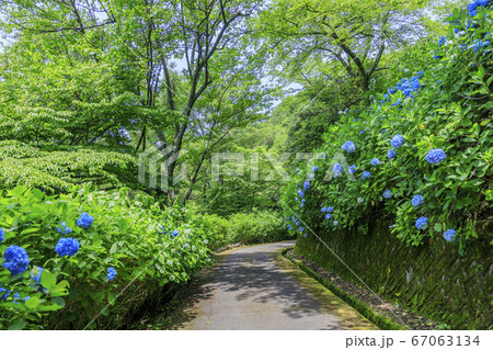 府民の森満開の紫陽花園 67063134