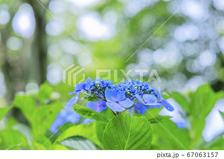 府民の森満開の紫陽花園 府民の森満開の紫陽花園 67063157