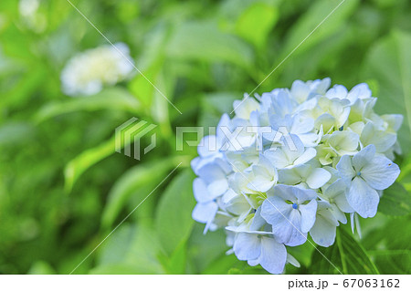 府民の森満開の紫陽花園 府民の森満開の紫陽花園 67063162