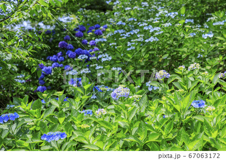 府民の森満開の紫陽花園 府民の森満開の紫陽花園 67063172