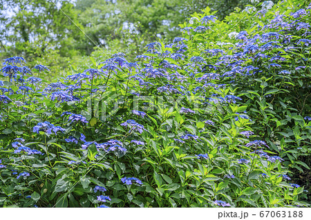 府民の森満開の紫陽花園 67063188