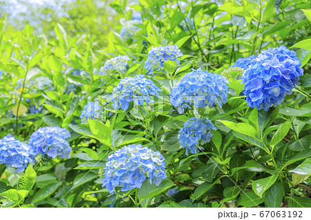 府民の森満開の紫陽花園 府民の森満開の紫陽花園 67063192